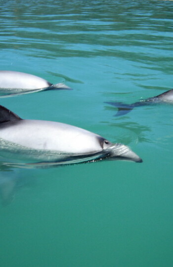 Image whale dolphins trust